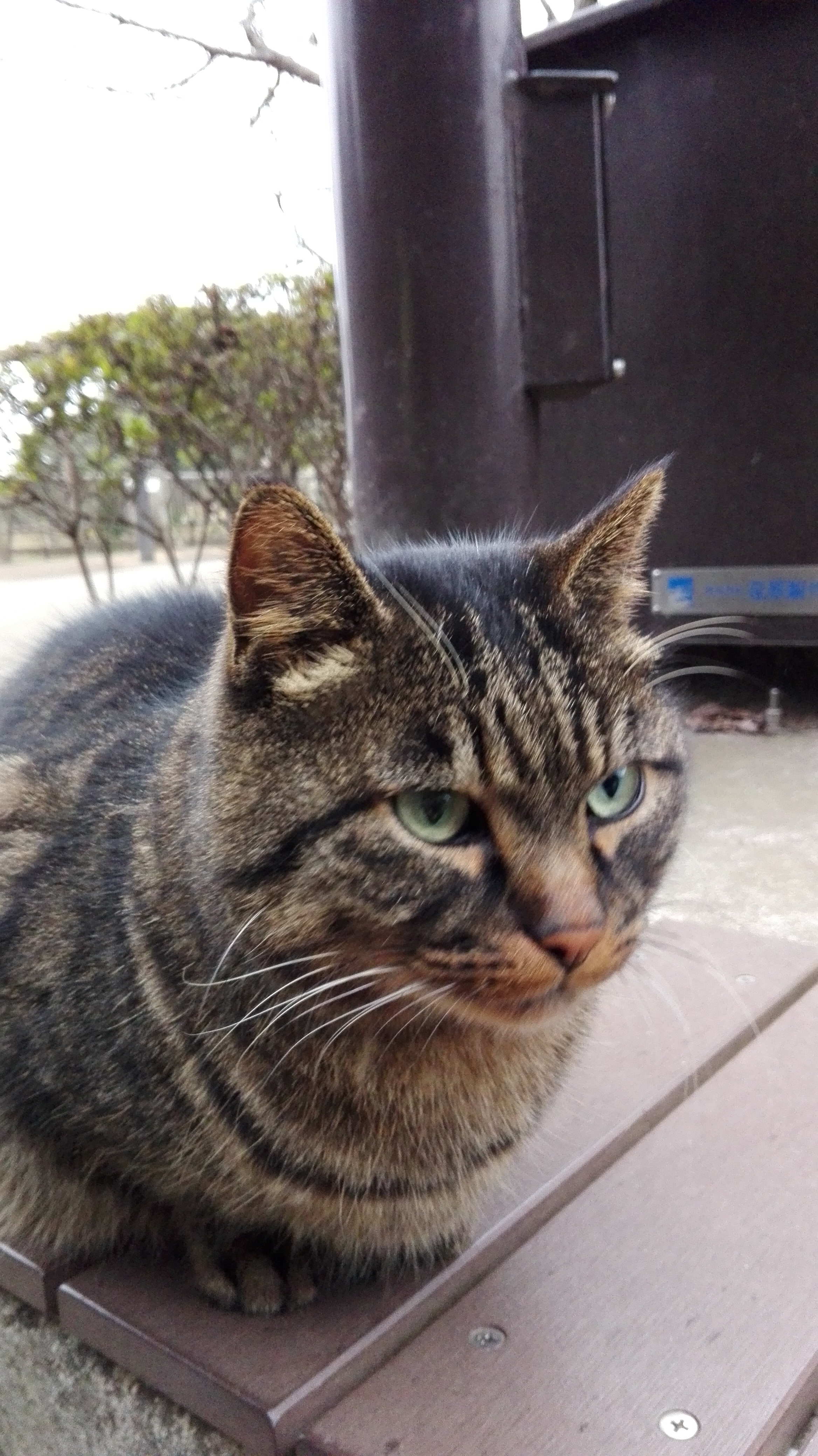 江ノ猫～江島神社おまけ編～ | 神さまのトイレ